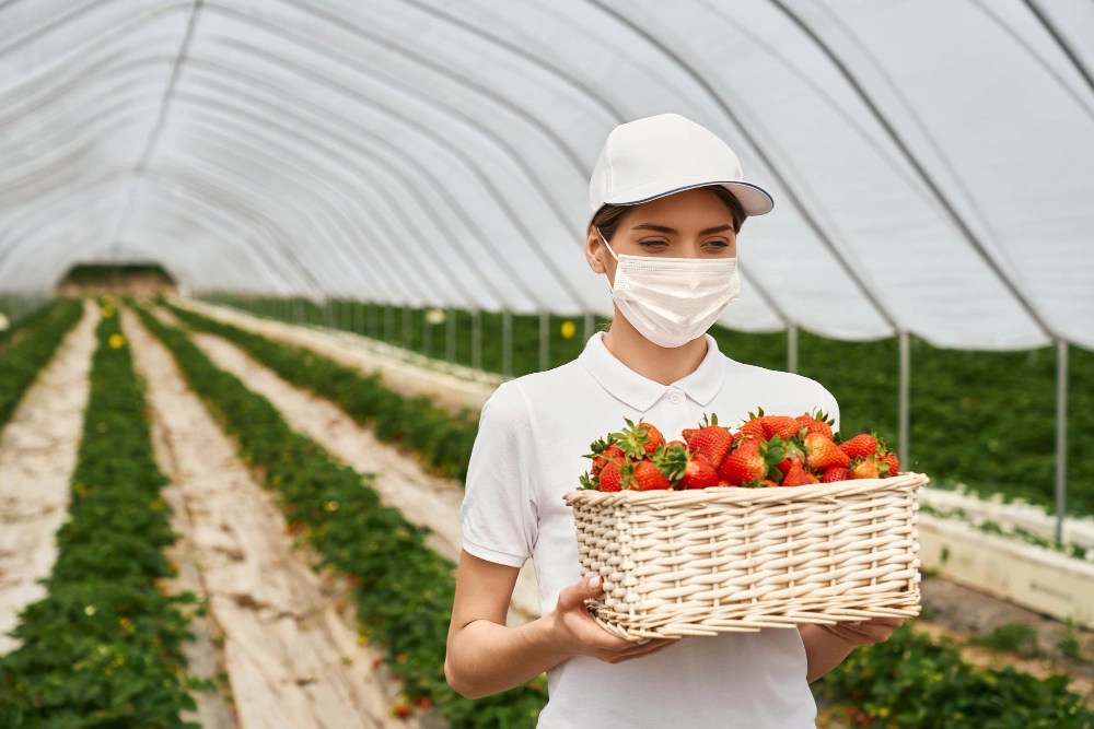 how to keep strawberries fresh longer, prevent strawberries from molding, store strawberries in fridge 2026, keep strawberries from going bad, strawberry storage hacks, Sarah Jenkins food preservation tips